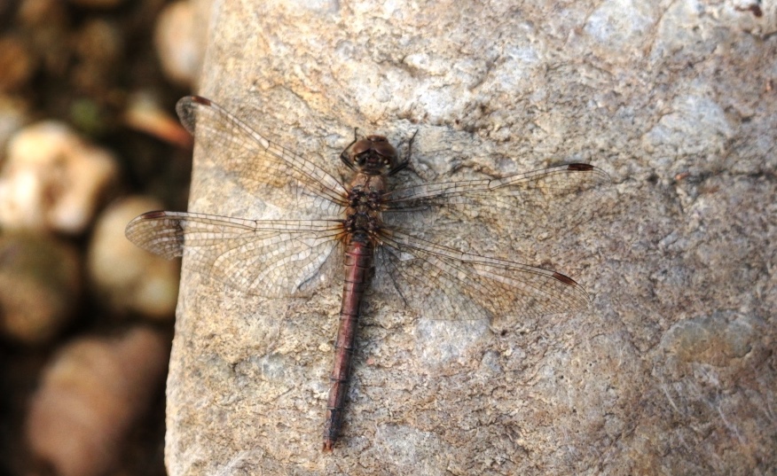 Sympetrum striolatum